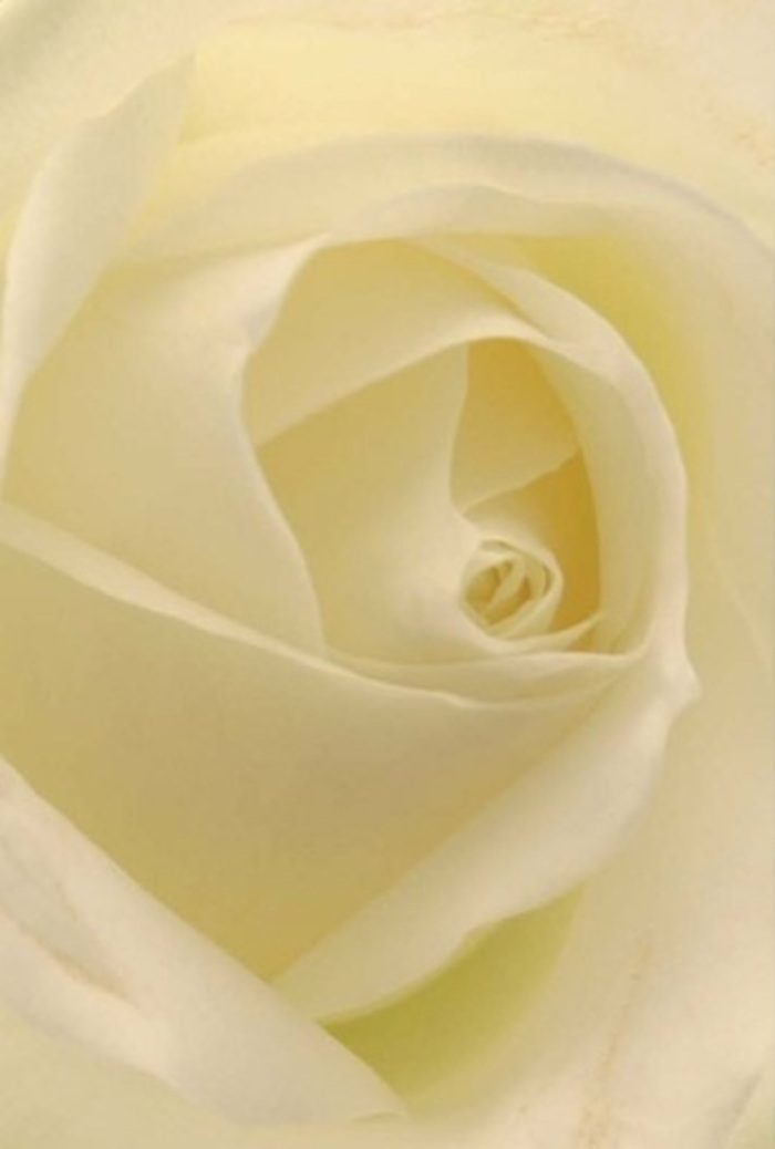 Enveloped in soft, diffused sunlight, this single white rose comes alive with a harmony of gentle whites and creams that blur at their edges, as if mirroring the early morning mist rolling across Severndroog Castle's green stretches in Shooter's Hill. The intimate focus draws attention to every intricate spiral at the bloom's heart, where each petal is layered with subtle dimension and depth. There's a serene luminosity as the light filters through, brightening the rose's flawless form without a harsh shadow. The arrangement calls to mind significant life occasions-offering solace at times of loss or serving as an elegant centrepiece for weddings and romantic apologies near Eaglesfield Park. The sensory impression is of cool silk, with an almost invisible hint of dew clinging to the outer petals. This rose's deft craftsmanship and sense of durability reflect the thoughtful dedication of Shooter's Hill florists, whose arrangements bring together both artistry and empathy for every occasion. Its presence is poetic-a quiet symbol of purity, resilience, and tender remembrance for the local community.