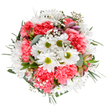 This vibrant Shooter's Hill bouquet radiates joy and warmth, reminiscent of spring afternoons spent wandering through Eaglesfield Park. From above, the crisp white setting throws every detail into relief: radiant white daisies with lime-green eyes, plush clouds of coral-pink carnations, and soft tufts of baby's breath that seem to float throughout the design. Subtle accents from pale alstroemeria buds streaked with purple add hints of sophistication and surprise, awaiting their turn to bloom. Lush eucalyptus leaves and rich, deep green foliage weave beneath and around the blossoms, lending both structure and a breath of woodland freshness. The rounded, harmonious arrangement overflows with optimism-a true celebration of colour and spirit, ideal for commemorating birthdays, anniversaries, or simply brightening a loved one's home nearby. Each element in this Shooter's Hill bouquet is thoughtfully placed, ensuring texture and fullness while conjuring sensations of community, celebration, and new beginnings. Designed with care by a florist deeply inspired by the area's natural beauty, this arrangement captures the best of local flower delivery: fresh, expertly arranged, and brimming with heartfelt cheer.